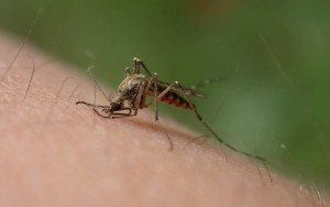szúnyogcsípés