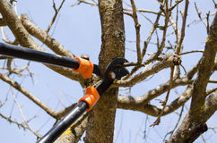 fruit-tree-trim-two-handle-clippers-spring-garden-cut-prune-scissors-background-blue-sky-30909136